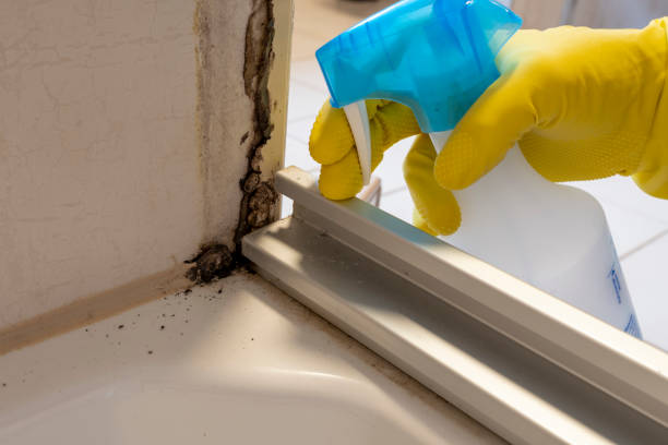 Best Bathroom Mold Remediation in Mount Gilead, NC