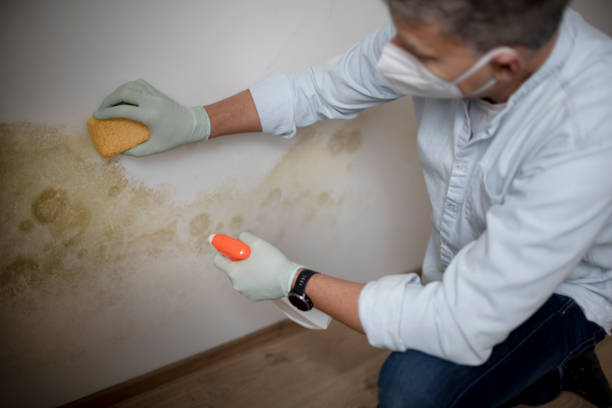 Best Post-Remediation Services in Mount Gilead, NC