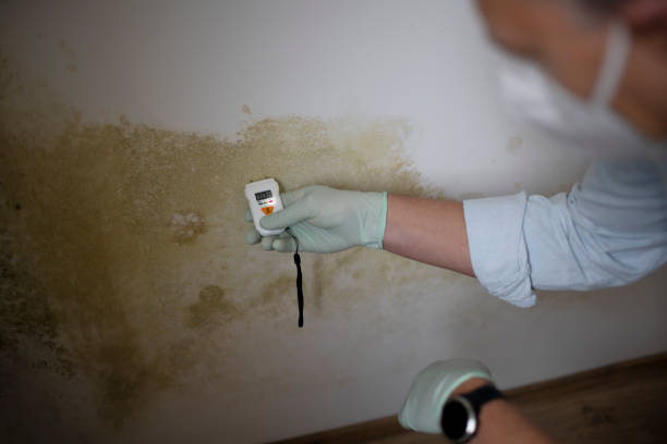 Best Preventive Mold Services in Mount Gilead, NC