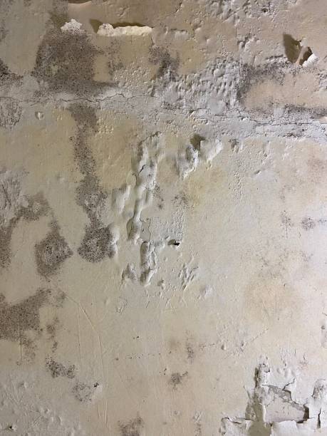 Best Basement Mold Remediation in Mount Gilead, NC