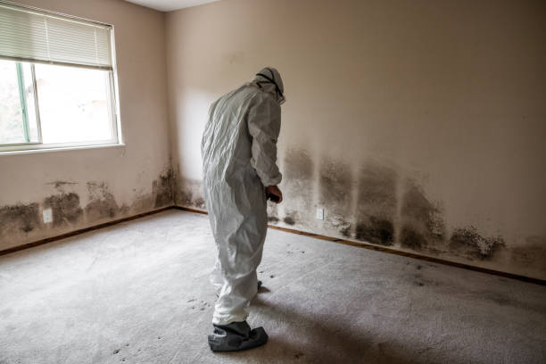  Mount Gilead, NC Mold Removal Pros