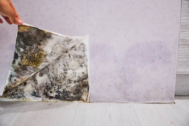 Best Commercial Mold Remediation in Mount Gilead, NC